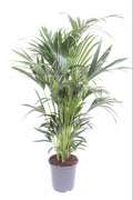 Howea Forsteriana 10pp
