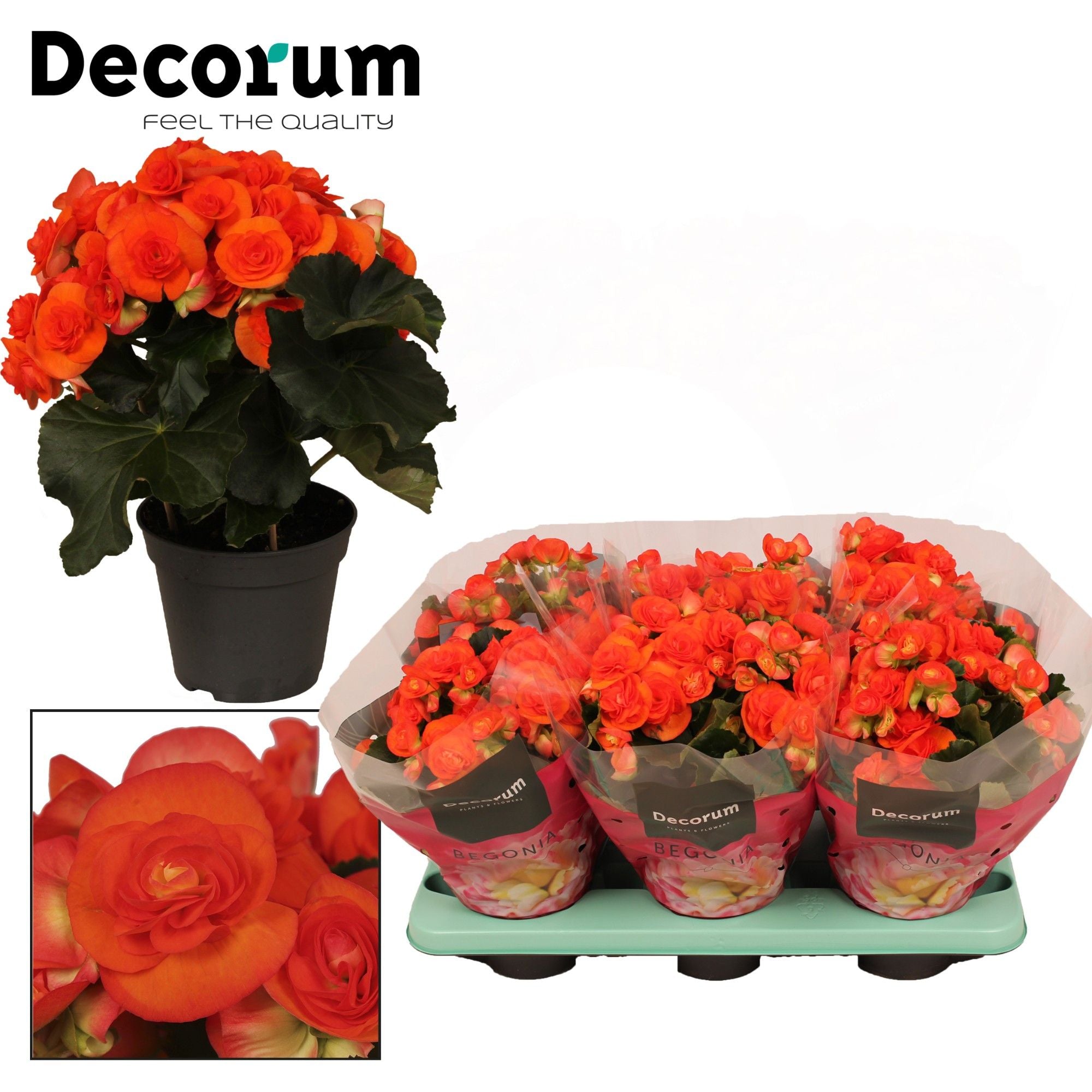 BegoniaDu Oranje Reina