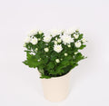 Chrysanthemum Wit Keramieki Wit