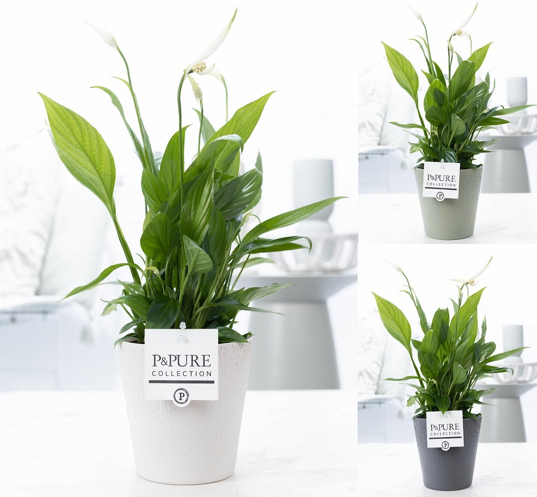 Spathiphyllum Korto In P&pure Ruby Ceramics 3 Ass.