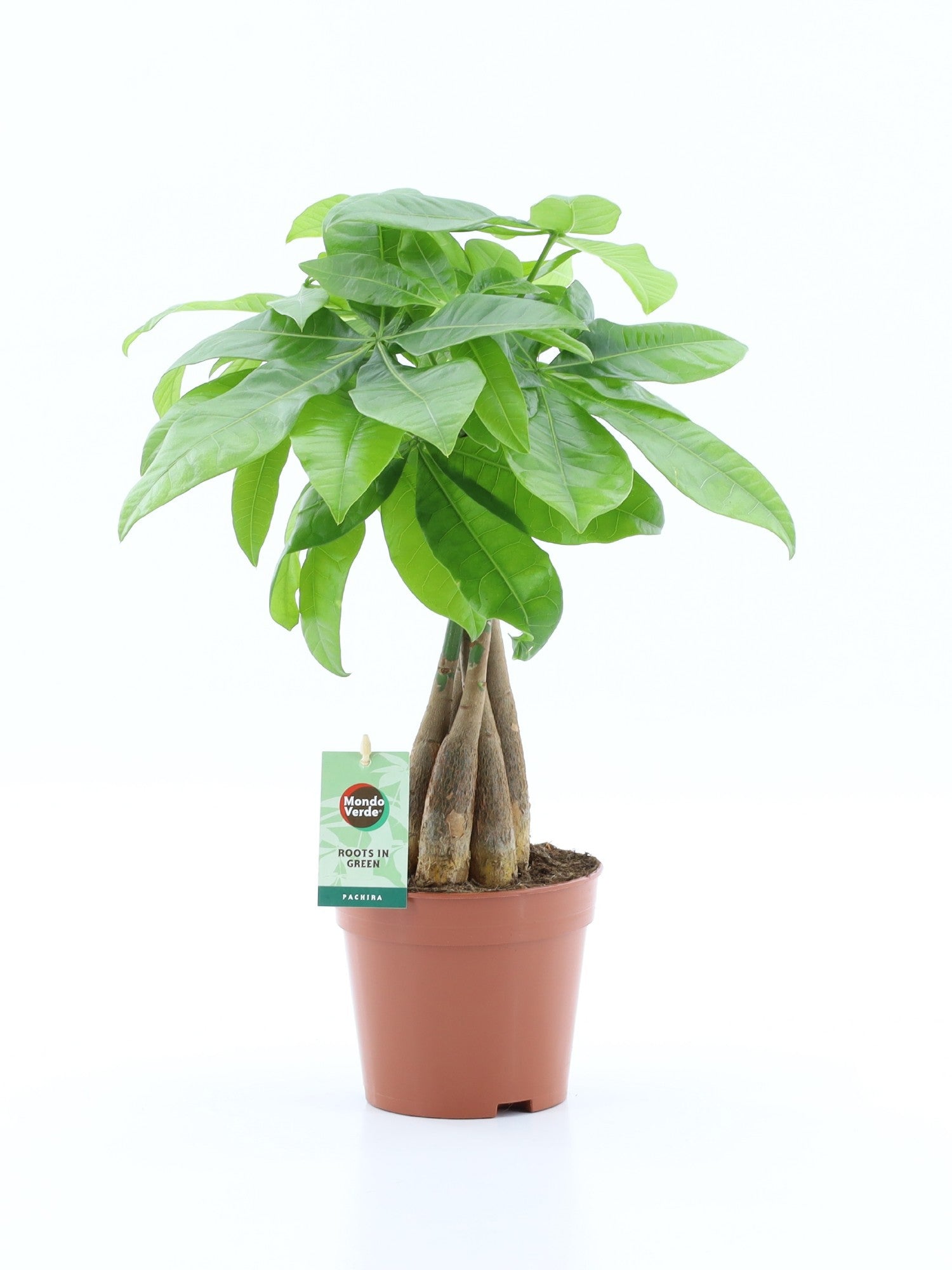 Pachira Aquatica