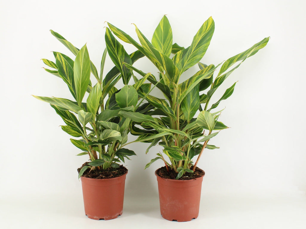 Alpinia Zerumbet Variegata